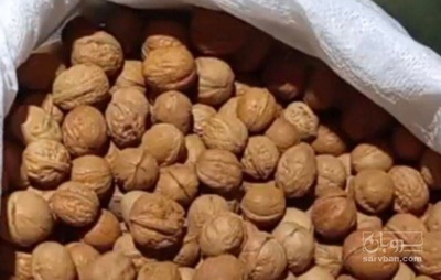 فروش گردو