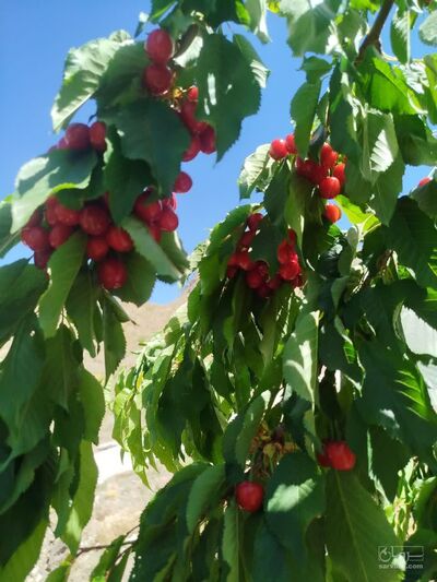 فروش گیلاس
