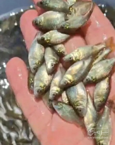 فروش  بچه ماهی کپور پرورشی