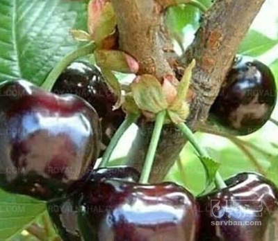فروش گیلاس