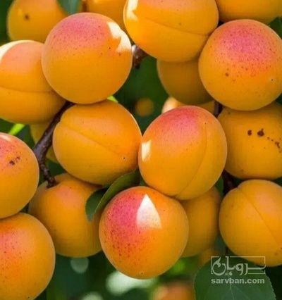 فروش زردآلو