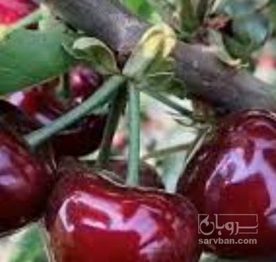 فروش گیلاس تکدانه
