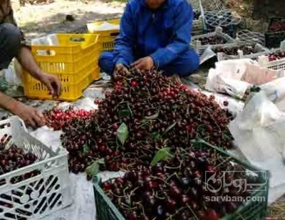 فروش گیلاس چینی