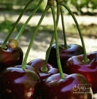 فروش گیلاس کرجی