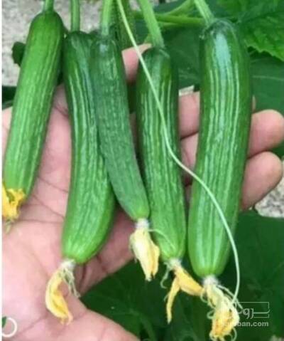 فروش خیار