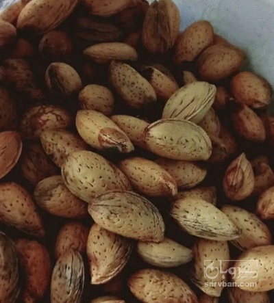 فروش بادام