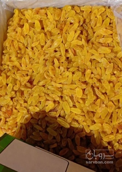 فروش کشمش زرد
