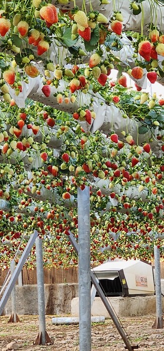 فروش توت فرنگی