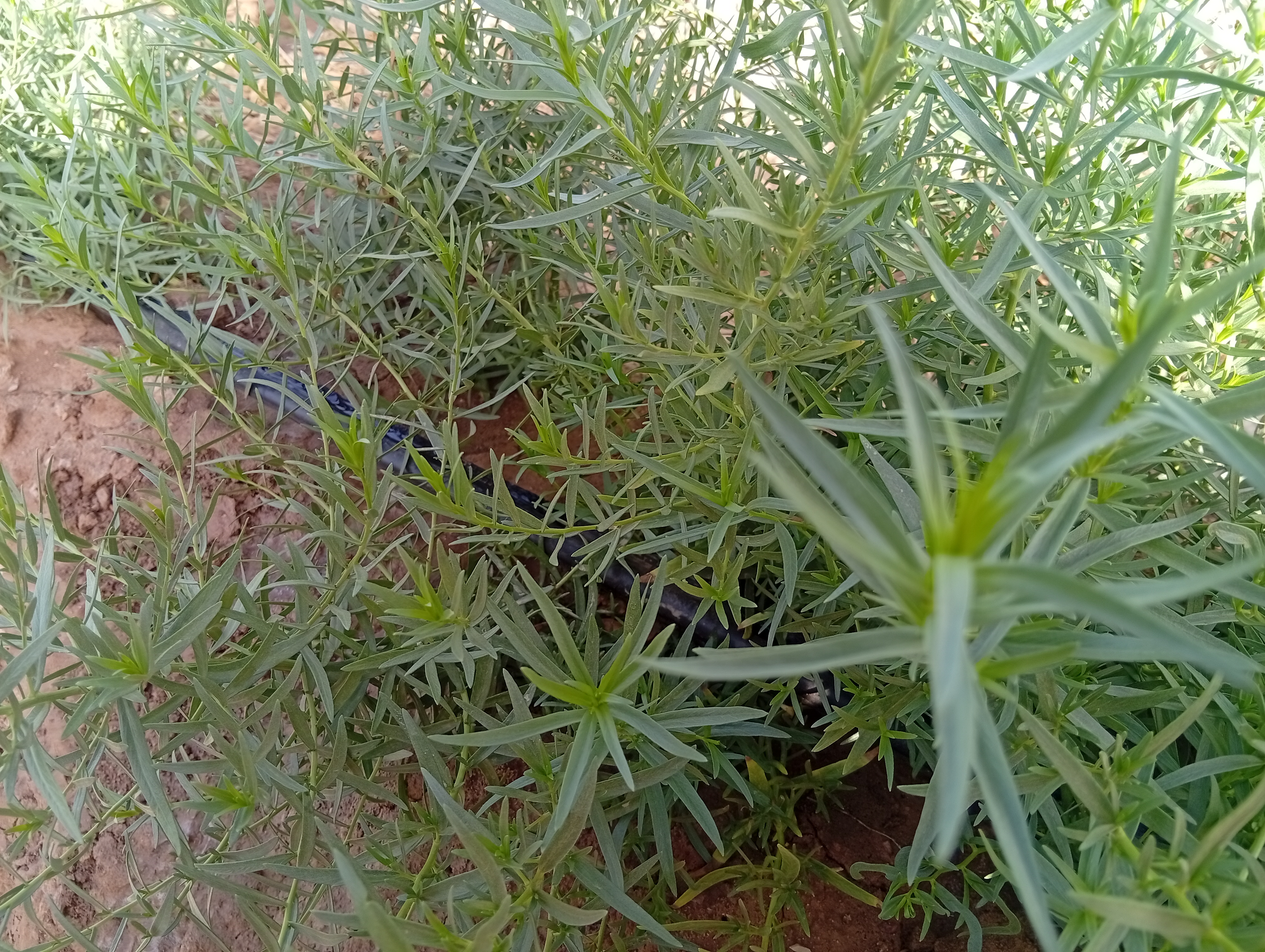 فروش ترخون