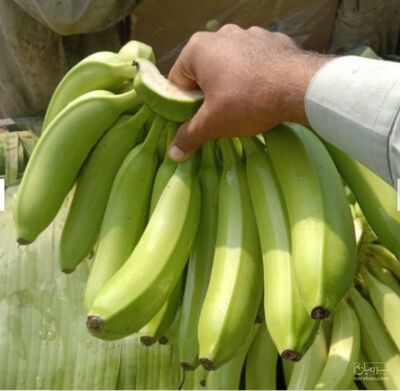 فروش موز