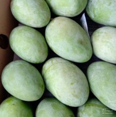 فروش انبه