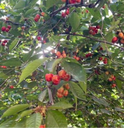 فروش گیلاس