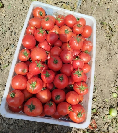 فروش گوجه فرنگی