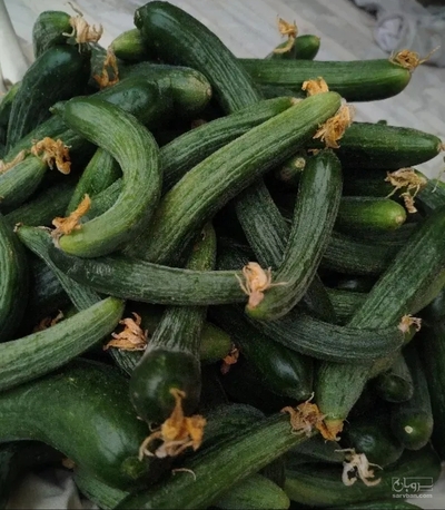 فروش خیار