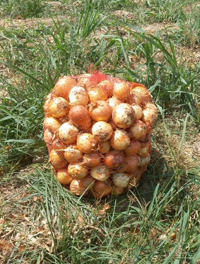 فروش پیاز
