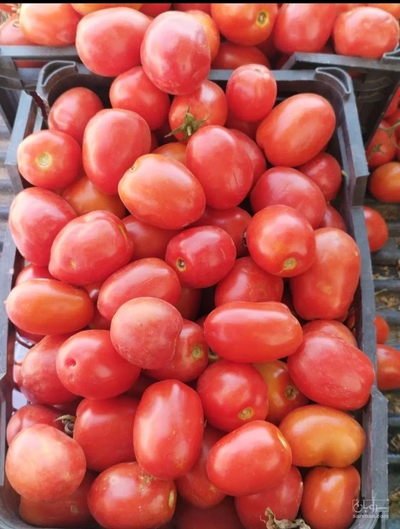 فروش گوجه فرنگی