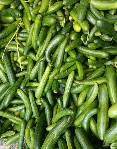 فروش خیار