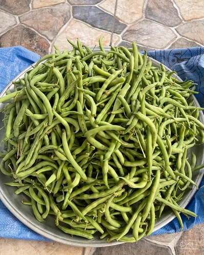 فروش لوبیا سبز