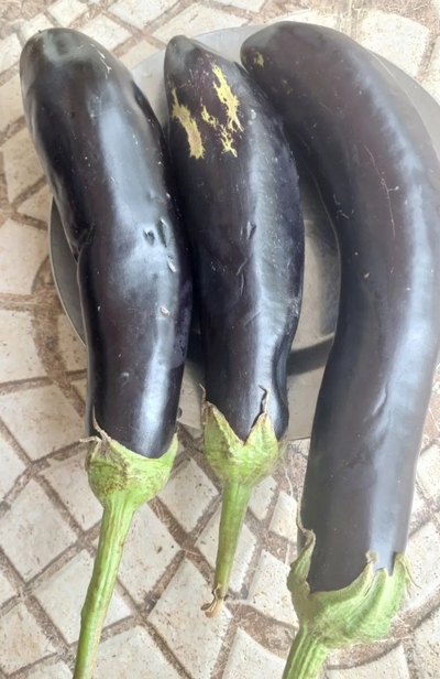 فروش بادمجان
