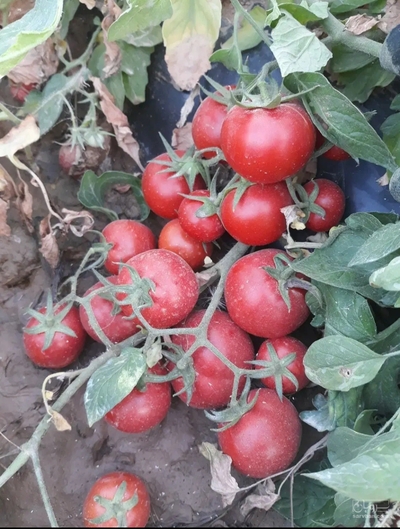 فروش گوجه فرنگی
