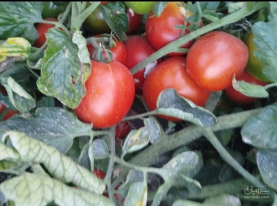 فروش گوجه فرنگی