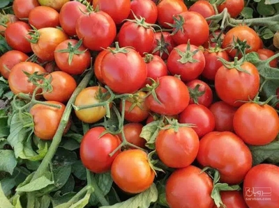 فروش گوجه فرنگی