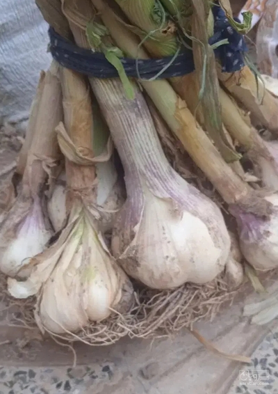 فروش سیر