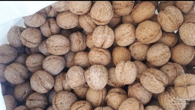 فروش گردو