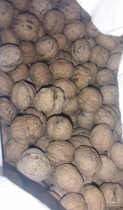 فروش گردو
