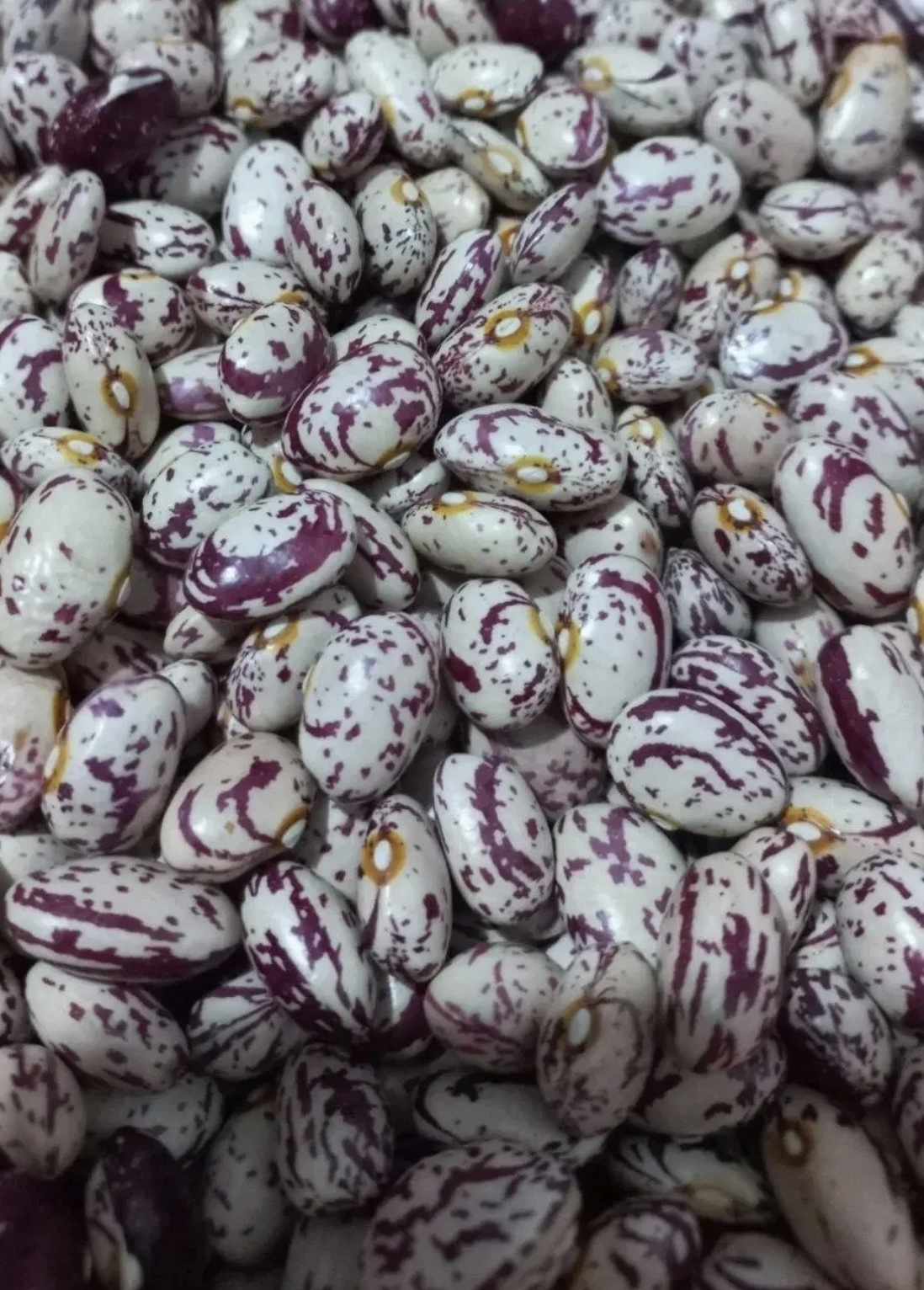 فروش لوبیا چیتی