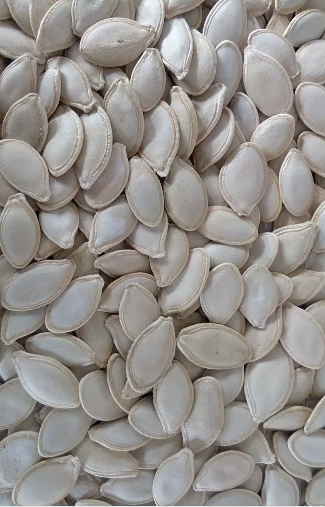 فروش تخمه  کدو بو داده