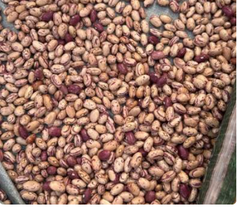 فروش لوبیا چیتی