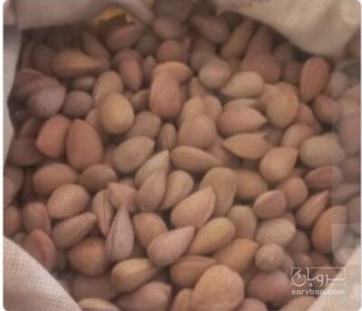 فروش بادام