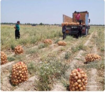 فروش پیاز