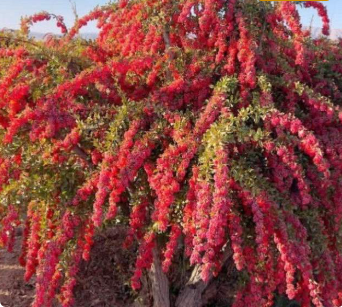 فروش زرشک