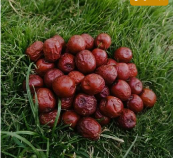 فروش عناب