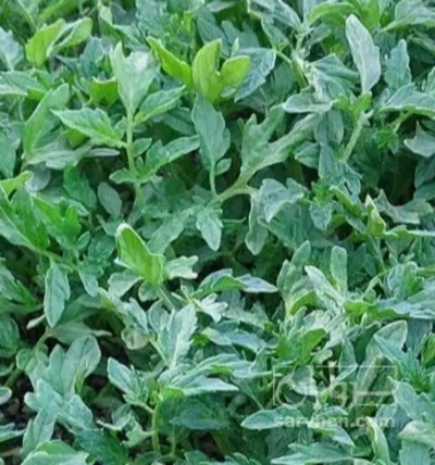 فروش نشا گوجه فرنگی