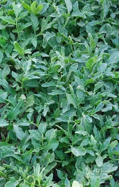فروش نشا بادمجان