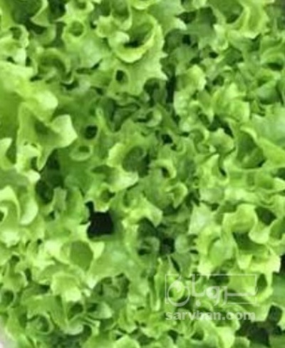 فروش کاهو فرانسوی سبز دسته گلی