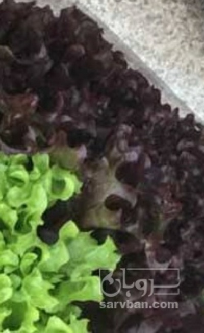 فروش کاهو فرانسوی  بنفش دسته گلی