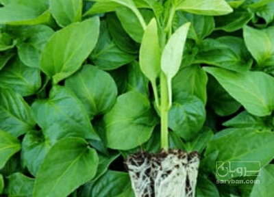 فروش نشا گوجه فرنگی