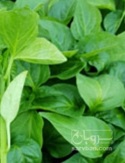 فروش نشا بادمجان