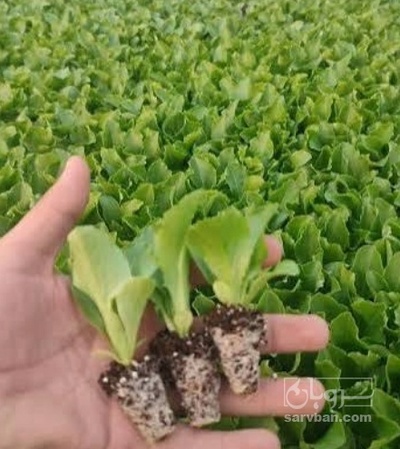 فروش  نشا بامیه