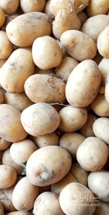فروش سیب زمینی جلی