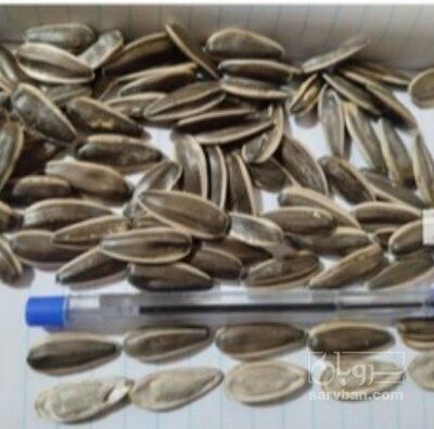 فروش تخمه آفتابگردان بود داده