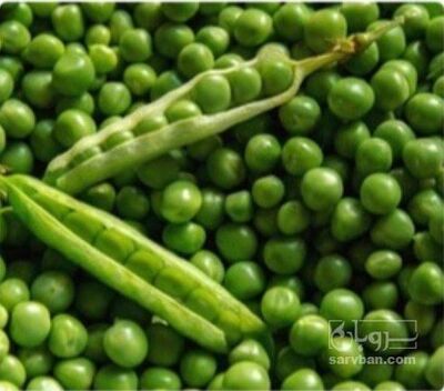 فروش نخود فرنگی