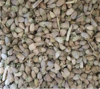 فروش دانه کنگر کوهی (گیاه‌ دارویی)