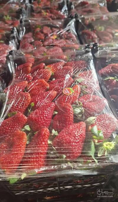 فروش توت فرنگی