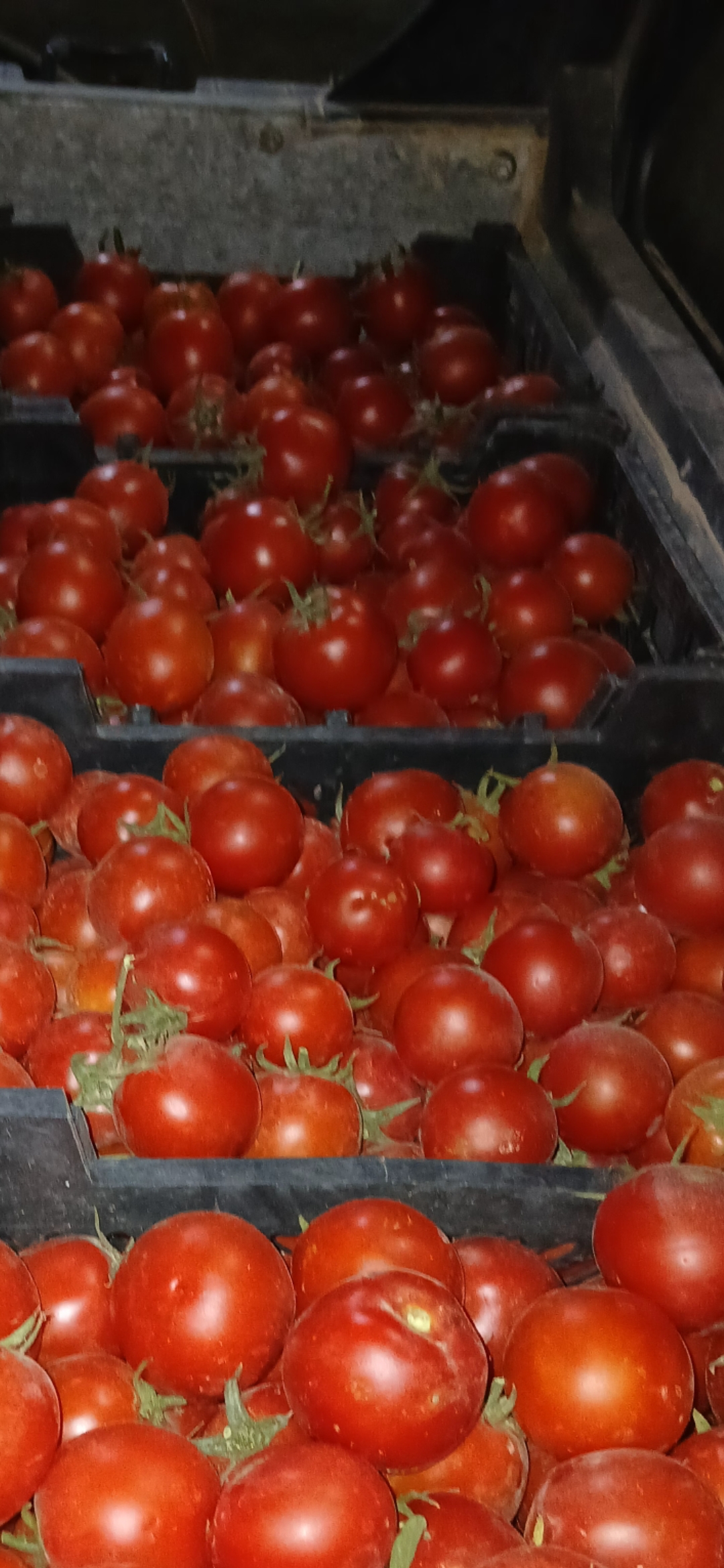 فروش گوجه فرنگی