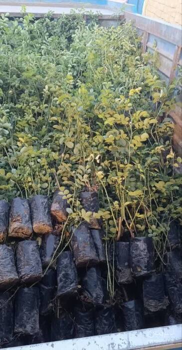 فروش نهال گل محمدی